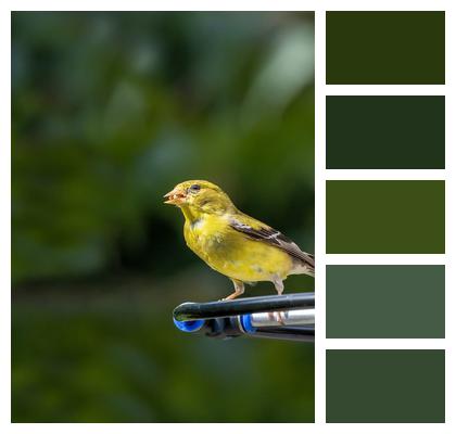Bird Phone Wallpaper American Goldfinch Image